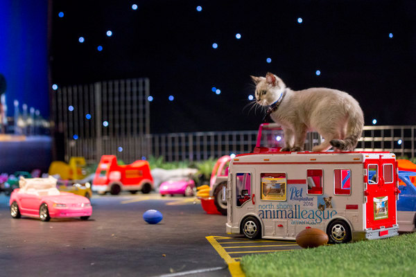 kitten-bowl-12