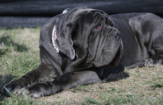 World’s Ugliest Dog Contest