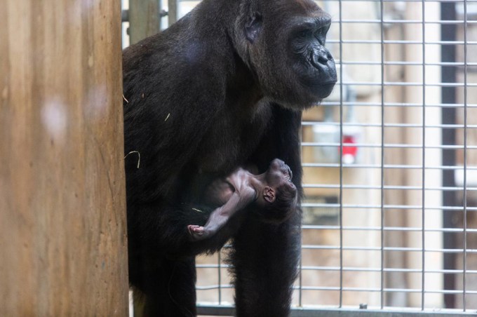 Mama Gorilla Welcomes Newborn Baby