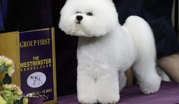 Westminster Dog Show 2013