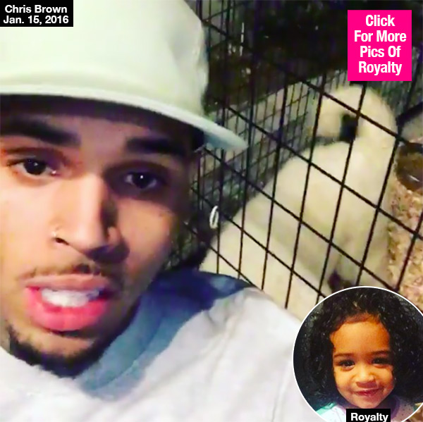 chris brown buys million dollar puppy