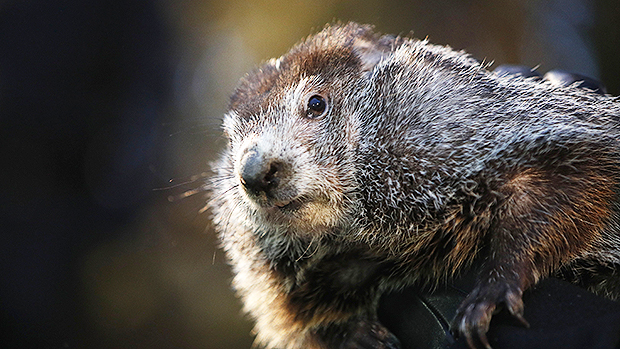 punxsutawney phil celebrity profile