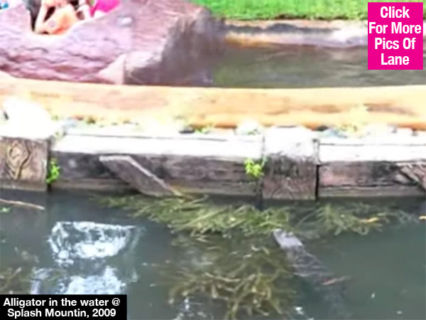 Alligator Splash Mountain