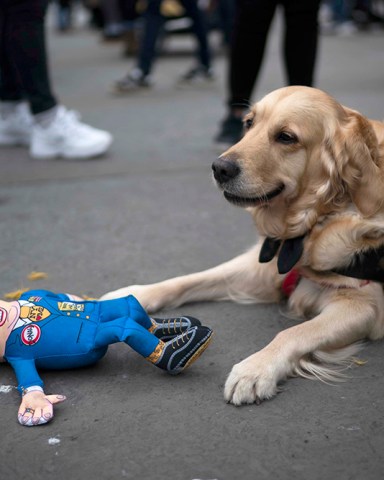 A dog plays with a toy of US President Donald Trump during 2019 Women's March in Central London, Britain, 19 January 2019. Thousands of protesters called for greater protection and rights for women and end of austerity in Britain.
2019 Womens March in Central London, United Kingdom - 19 Jan 2019