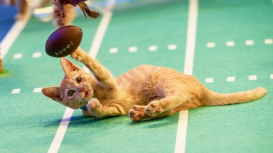 Kitten Bowl