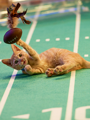 Kitten Bowl