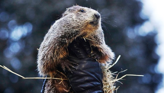 punxsutawney phil