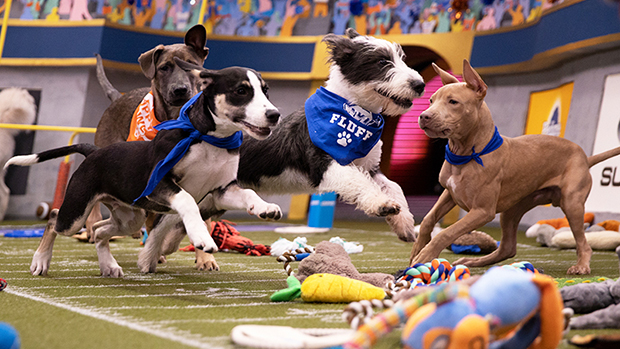 2020 Puppy Bowl