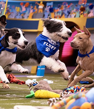 2020 Puppy Bowl