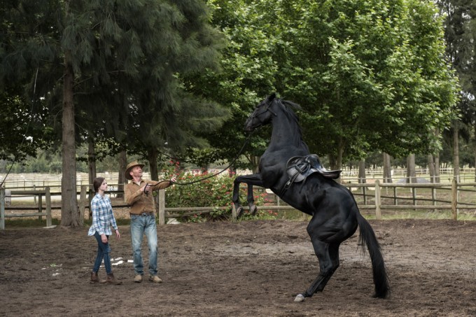 ‘Black Beauty’ Scene