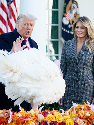 donald melania trump