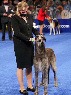 Claire The Scottish Deerhound
