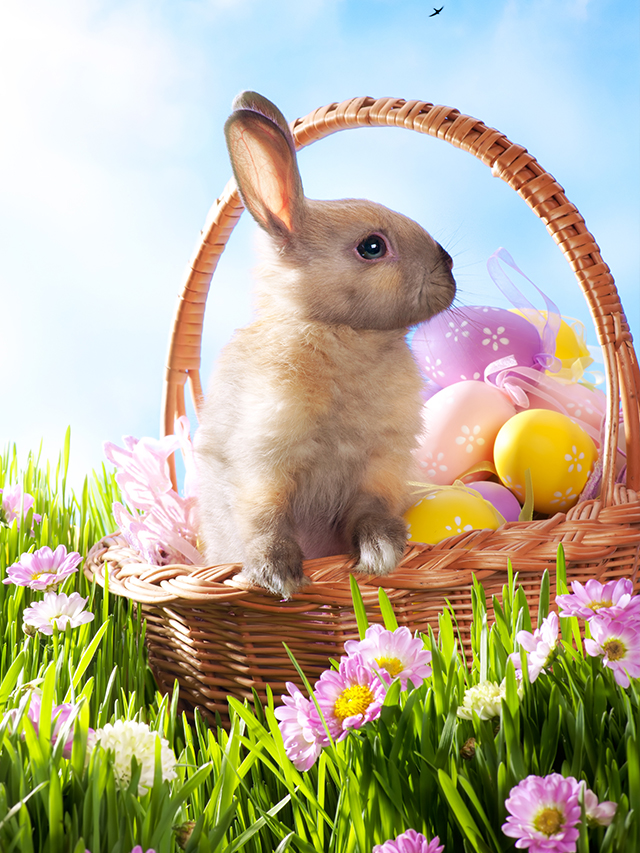 aster Basket Ideas: Tips on How to Build the Best Gift This Year