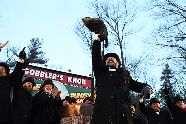 punxsutawney phil