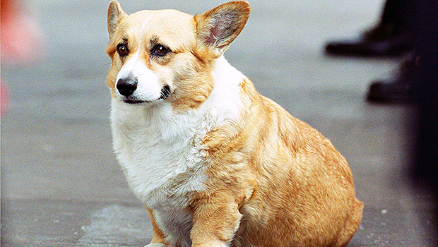 royal corgi