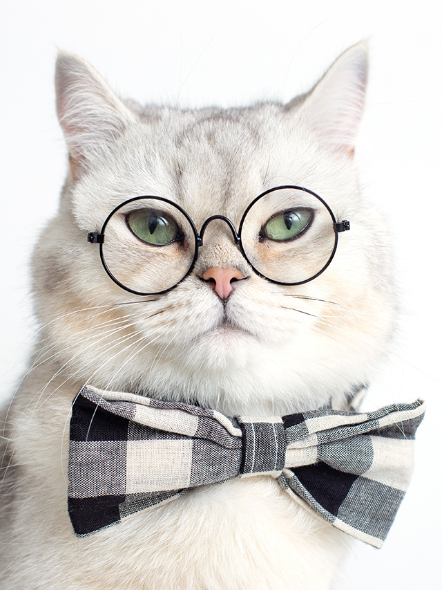 Funny white cat in a gray bow tie and glasses, on white background . Close up. Copy space