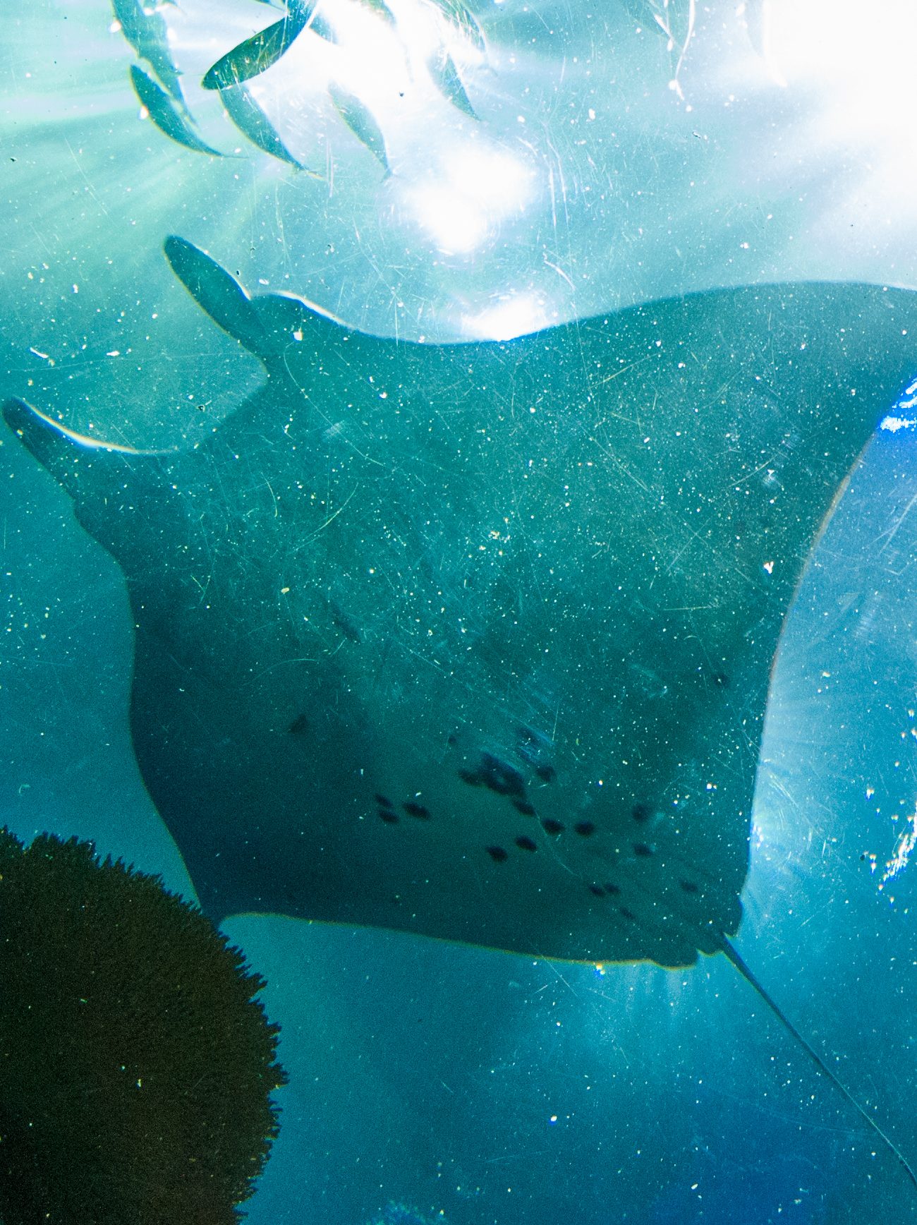 Biggest aquarium in the world