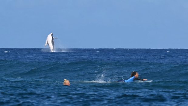 TOPSHOT - A whale breaches as Brazil's Tatiana Weston-Webb and Costa Rica's Brisa Hennessy (R) compete in the women's surfing semi-finals, during the Paris 2024 Olympic Games, in Teahupo'o, on the French Polynesian Island of Tahiti, on August 5, 2024. (Photo by Jerome BROUILLET / AFP) / -- IMAGE RESTRICTED TO EDITORIAL USE - STRICTLY NO COMMERCIAL USE -- (Photo by JEROME BROUILLET/AFP via Getty Images)