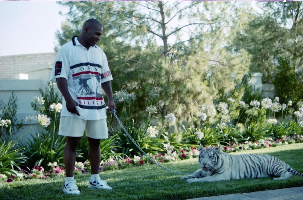 LAS VEGAS - CIRCA 1989: Mike Tyson poses with his white tiger during an interview at his home. (Photo by: The Ring Magazine via Getty Images)