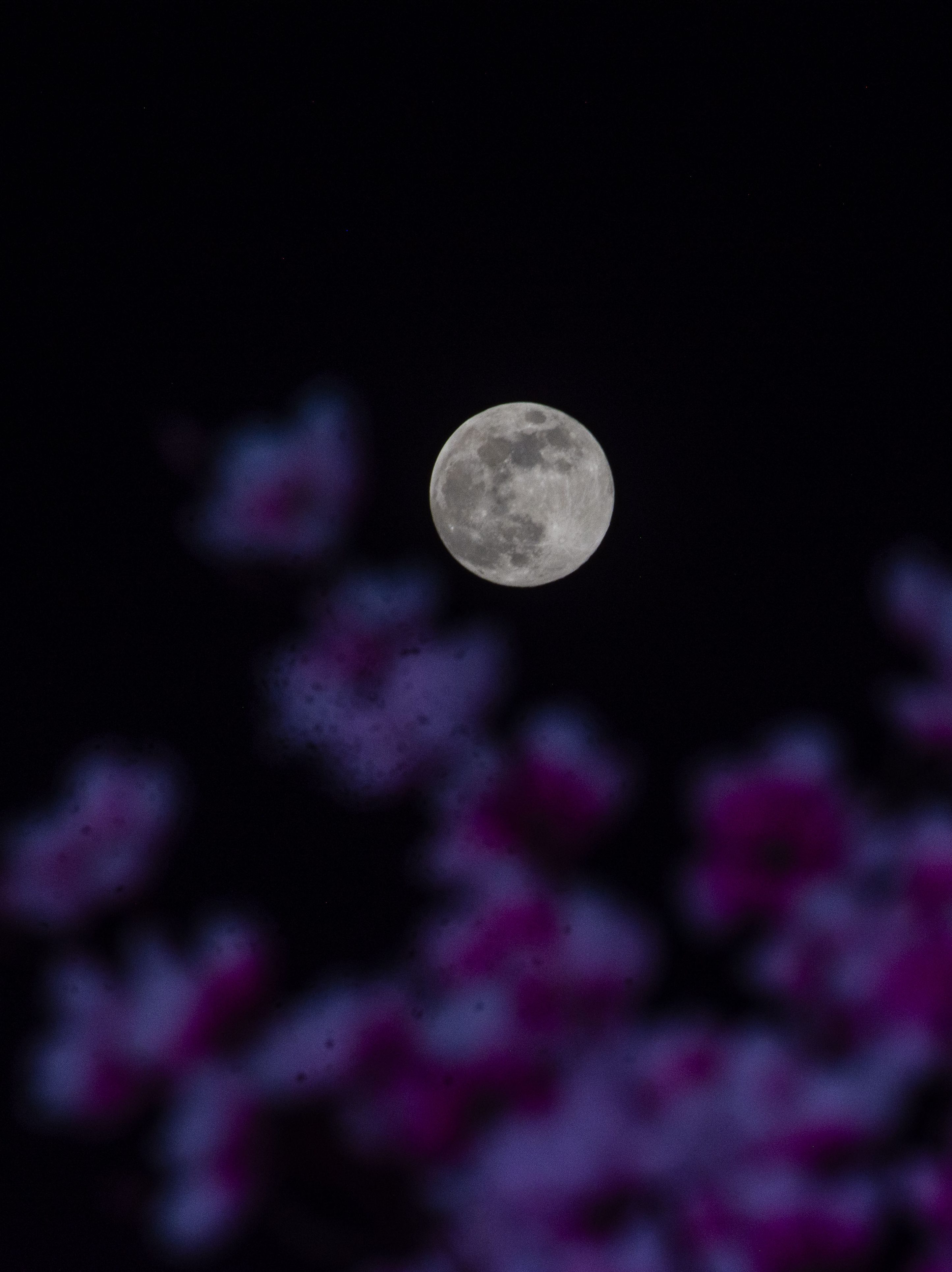 SRINAGAR, KASHMIR INDIA - NOVEMBER 15: The last supermoon of the year, called the beaver moon, lights behind the flowers on November 15, 2024 in Srinagar, Indian administered Kashmir, India. The Beaver Moon, 2024's final supermoon, dazzled the world on Nov. 14-15. Brighter and larger due to its close approach to Earth, it amazed stargazers globally. The next supermoon is set for October 2025.(Photo by Yawar Nazir/Getty Images)