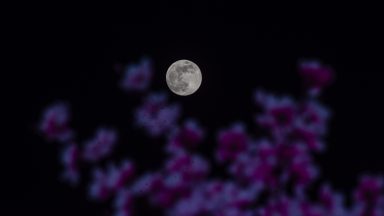 SRINAGAR, KASHMIR INDIA - NOVEMBER 15: The last supermoon of the year, called the beaver moon, lights behind the flowers on November 15, 2024 in Srinagar, Indian administered Kashmir, India. The Beaver Moon, 2024's final supermoon, dazzled the world on Nov. 14-15. Brighter and larger due to its close approach to Earth, it amazed stargazers globally. The next supermoon is set for October 2025.(Photo by Yawar Nazir/Getty Images)